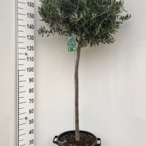 Olea europaea Olea europaea on stem
(1 Plants/Order)(35cmP 180cmH)