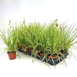 Carex hachijoensis Evergold Carex 'Evergold' p8
(21 Plants/Order)(8cmP 20cmH)