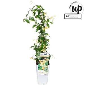 Trachelospermum jasminoides Star Of Toscana P15
(10 Plants/Order)(15cmP 65cmH)