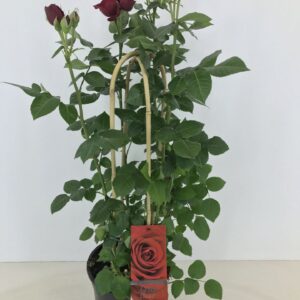 Rosa Grand Select Rosa Grand 'select' p22
(1 Plants/Order)(22cmP 75cmH)