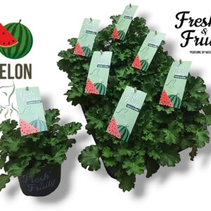 Pelargonium Welrieke Pel. Fresh&Fruity® Melon Fresh
(8 Plants/Order)(12cmP 20cmH)