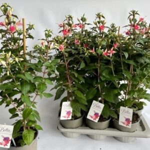 Fuchsia Walz Jubelteen Fuchsia jubelteen
(6 Plants/Order)(17cmP 65cmH)