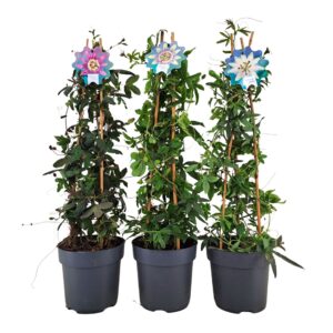 Passiflora Passiflora piramide mix p17
(6 Plants/Order)(17cmP 70cmH)