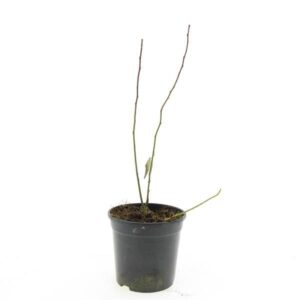 Itea virginica Itea virginica
(8 Plants/Order)(14cmP 10cmH)