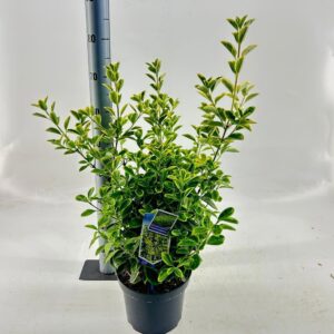 Euonymus japonicus Aureomarginatus Euonymus jap. 'Aureomarginatus'
(1 Plants/Order)(23cmP 50cmH)