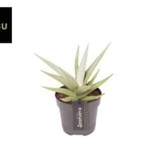 Sansevieria other Sansevieria Comet Pastel Grey No. 1
(10 Plants/Order)(12cmP 35cmH)
