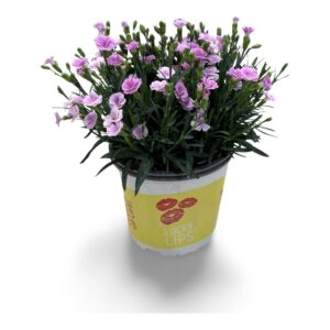Carnation (Allwoodii Grp) Lucky Lips Carnation Lucky Lips Lola 17 CM © Exclusief
(6 Plants/Order)(17cmP 35cmH)