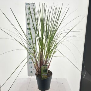 Cortaderia selloana Pumila Cortaderia selloana 'Pumila'
(1 Plants/Order)(29cmP 130cmH)