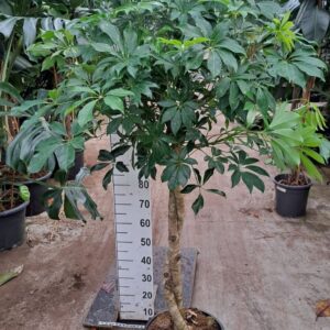 Schefflera Compacta Schefflera Compacta twister 170
(1 Plants/Order)(35cmP 170cmH)