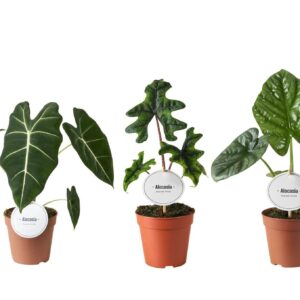 Alocasia mixed Alocasia mix high
(8 Plants/Order)(12cmP 30cmH)