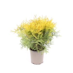 Thuja Golden Globe occidentalis
(8 Plants/Order)(13cmP 30cmH)