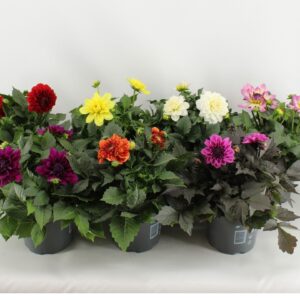 Dahlia Dahlinova Dahlia Mixlaag
(6 Plants/Order)(17cmP 45cmH)