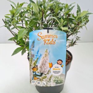 Buddleja Buddleja d. 'Summer Kids® Marie' C5
(1 Plants/Order)(23cmP 50cmH)