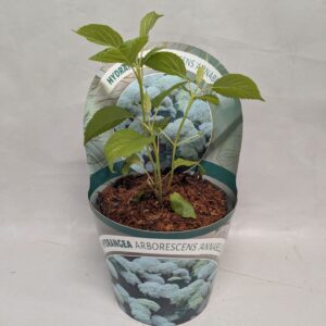 Hydrangea arborescens Annabelle Hydrangea arborescens 'Annabelle' Potcover 17 cm
(1 Plants/Order)(17cmP 40cmH)