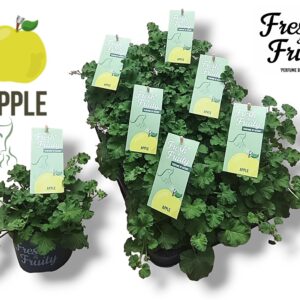 Pelargonium Welrieke Pel. Fresh&Fruity® Apple Fresh
(8 Plants/Order)(12cmP 20cmH)