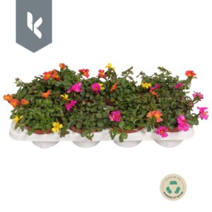 Portulaca Portulaca Nano mix in de tray
(8 Plants/Order)(12cmP 18cmH)