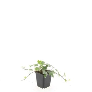 Hedera Glacier Hedera hel. 'Glacier'
(12 Plants/Order)(9cmP 5cmH)