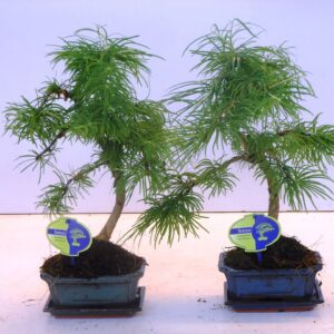 Pseudolarix amabilis pseudolarix amabilis 15 cm shape, with drip tray
(8 Plants/Order)(15cmP 30cmH)