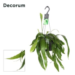 Epiphyllum Epiphyllum pumilum
(6 Plants/Order)(17cmP 30cmH)