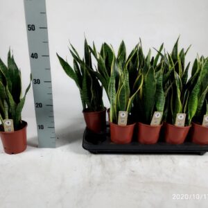 Sansevieria Laurentii Sansevieria trifasciata 'Laurentii' 45cm
(10 Plants/Order)(12cmP 45cmH)
