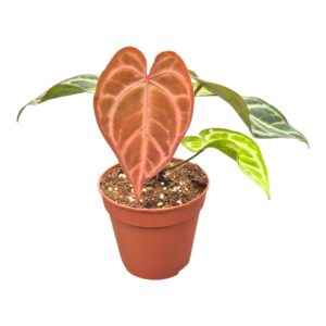Anthurium Leaf Anthurium Snow Queen
(2 Plants/Order)(12cmP 20cmH)