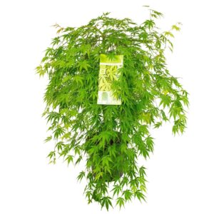 Acer palmatum Acer palm. 'Cascade Emerald'
(1 Plants/Order)(29cmP 100cmH)