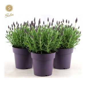 Lavandula Anouk Lavandula st. 'Anouk'® Collection P15
(6 Plants/Order)(15cmP 37cmH)