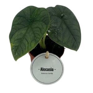 Alocasia melo Alocasia Melo
(12 Plants/Order)(6cmP 10cmH)