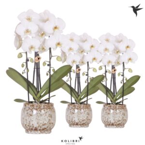 Phalaenopsis Elegant Cascade Kolibri Orchids Phalaenopsis Cascade Niagara Fall white 2 spike in Safari Pot
(3 Plants/Order)(12cmP 50cmH)