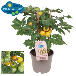 tomatoes PICK-&-JOY® Cherry Tomato Yellow 12CM
(6 Plants/Order)(12cmP 30cmH)