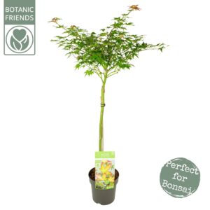 Acer palmatum Little Princess Acer palm. 'Little Princess'
(1 Plants/Order)(19cmP 90cmH)