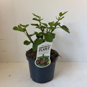 Ficus carica Ficus carica 'Del Portugallo'
(1 Plants/Order)(19cmP 35cmH)