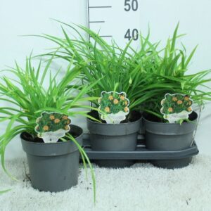 Hemerocallis Hemerocallis Every Day 'lily Rose' P19
(3 Plants/Order)(19cmP 40cmH)
