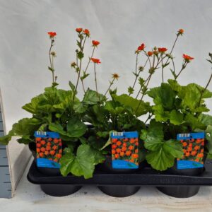 Geum coccineum Borisii Geum coccineum Koi
(6 Plants/Order)(17cmP 35cmH)