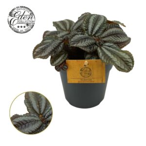 Pilea Norfolk Pilea Norfolk, 12cm
(8 Plants/Order)(12cmP 20cmH)