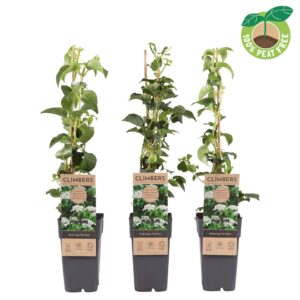 Hydrangea anomala petiolaris Hydrangea an. Petiolaris
(10 Plants/Order)(15cmP 60cmH)