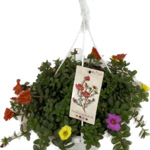 Portulaca p25 Portulaca carnaval
(1 Plants/Order)(25cmP 20cmH)