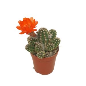 Chamaecereus 'Ubink Red' Chamaecereus ubink `Red` 5,5 cm flowering
(20 Plants/Order)(5.5cmP 8cmH)
