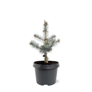 Picea pungens Picea pungens 'Blue Diamond'
(1 Plants/Order)(19cmP 40cmH)