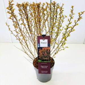 Physocarpus opulifolius Physocarpus op. 'Magical Sweet Cherry Tea' 40-50C3
(1 Plants/Order)(19cmP 60cmH)