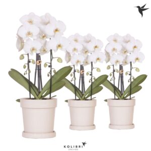 Phalaenopsis Elegant Cascade Kolibri Orchids Phalaenopsis Cascade Niagara Fall white 2 spike in Flower Pot sa
(5 Plants/Order)(12cmP 50cmH)