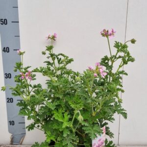 Pelargonium graveolens Pelargonium Isko Lemon p19 - citroengeranium
(3 Plants/Order)(19cmP 35cmH)