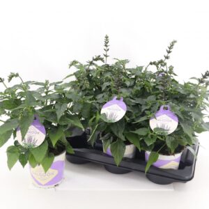 Salvia Salgoon Lake Como Salvia Salgoon Lake Como P15
(6 Plants/Order)(15cmP 45cmH)