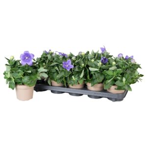 Platycodon grandiflorus Astra Blue Platycodon Astra blue
(10 Plants/Order)(12cmP 25cmH)