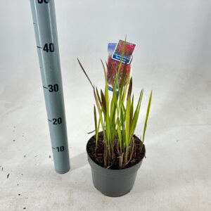 Imperata cylindrica Red Imperata cylindrica 'Red Baron'
(1 Plants/Order)(17cmP 45cmH)