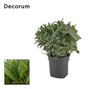 Laurus nobilis Laurus nobilis ball zonder stam
(1 Plants/Order)(20cmP 40cmH)