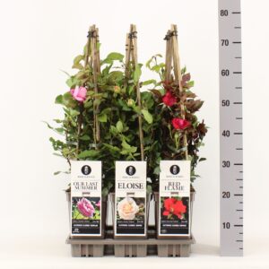Rosa pink Classics klimroos (K) mix, C3, 3 stok 75cm
(6 Plants/Order)(17cmP 75cmH)