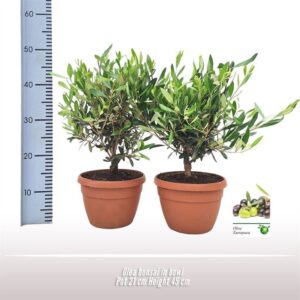 Olea europaea Olea bonsai in schaal
(1 Plants/Order)(21cmP 40cmH)