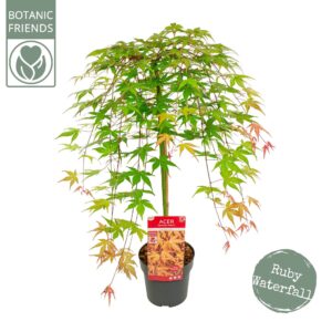 Acer palmatum Acer palm. 'Cascade Ruby' ®
(1 Plants/Order)(19cmP 80cmH)