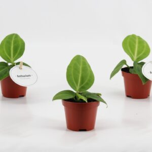 Anthurium Leaf Anthurium Villenaorum
(12 Plants/Order)(6cmP 15cmH)